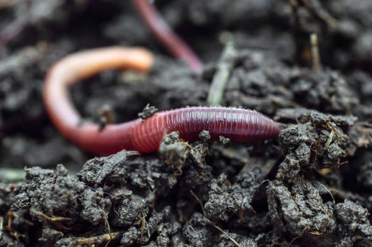 Things You Need to Know About Worm Casting