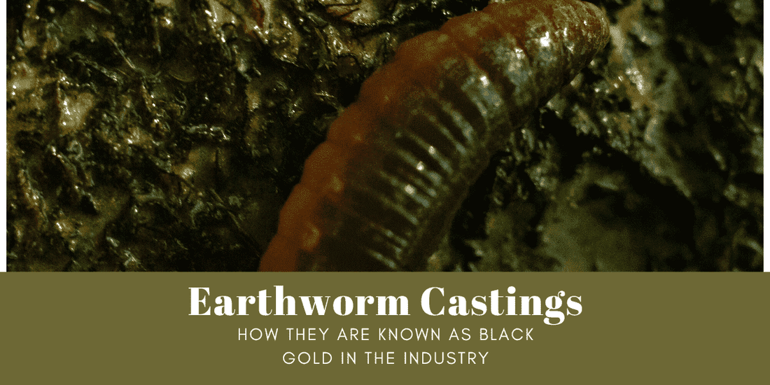 Earthworm Castings & How They are Known as Black Gold in the Industry