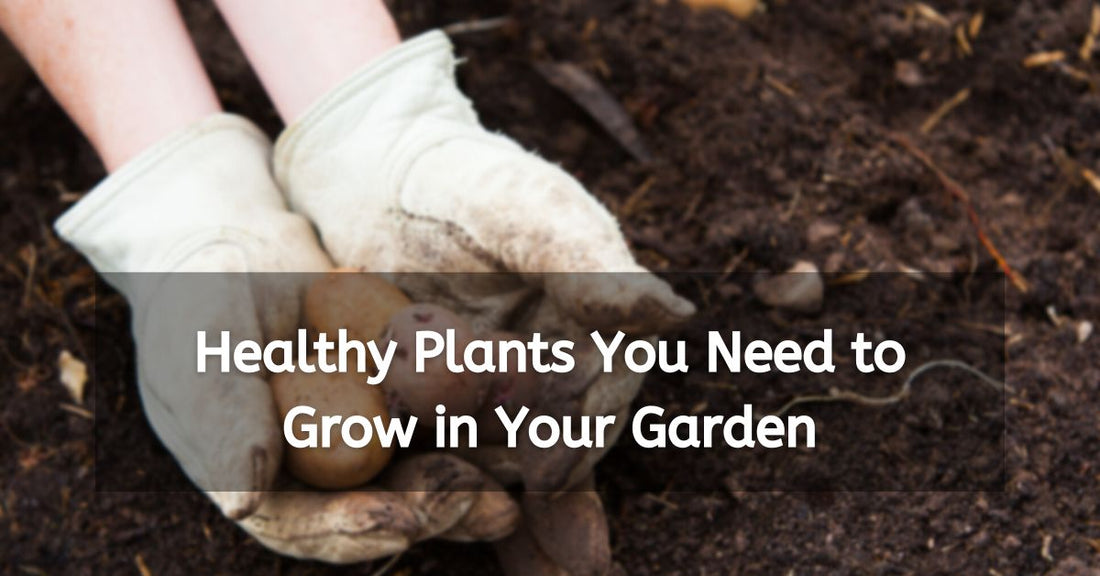 Healthy Plants You Need to Grow in Your Garden