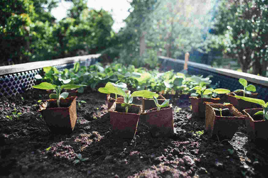 The Soil Food Web – High Performance Gardening