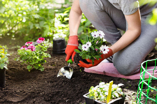 Garden vs Potting Soil